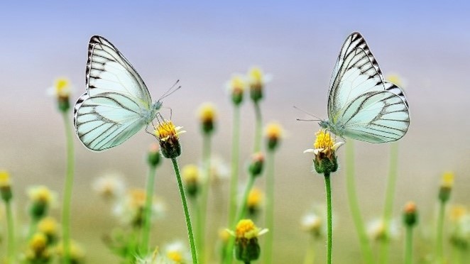 Schmetterlinge auf Blumen / © Ronny Overhate / Pixabay